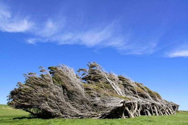 antarctic_winds_give_these_trees_unusual_shapes_640_06