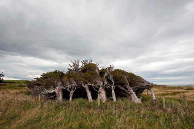 antarctic_winds_give_these_trees_unusual_shapes_640_12
