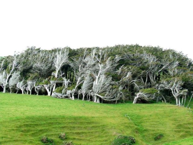 antarctic_winds_give_these_trees_unusual_shapes_640_14