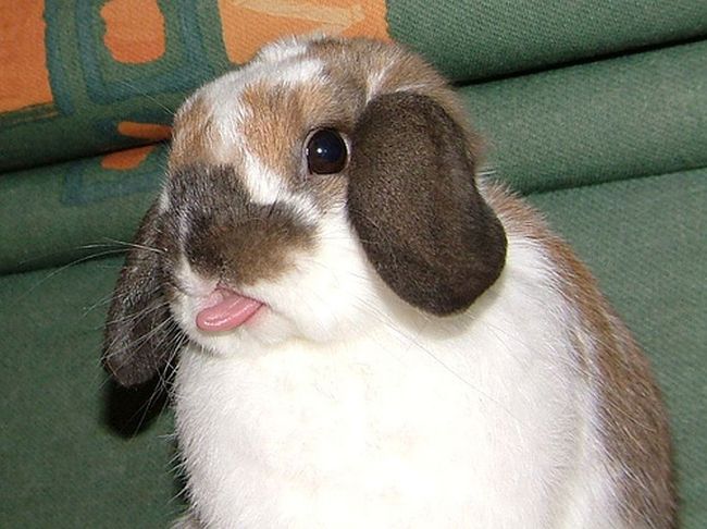 bunny_tongues_that_will_melt_your_heart_02