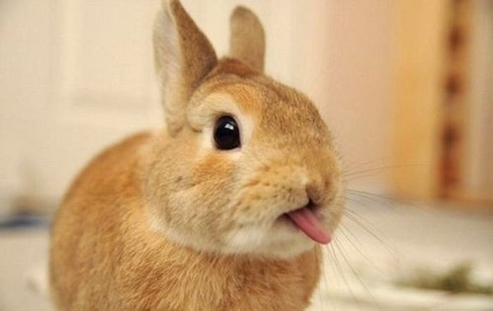 bunny_tongues_that_will_melt_your_heart_04