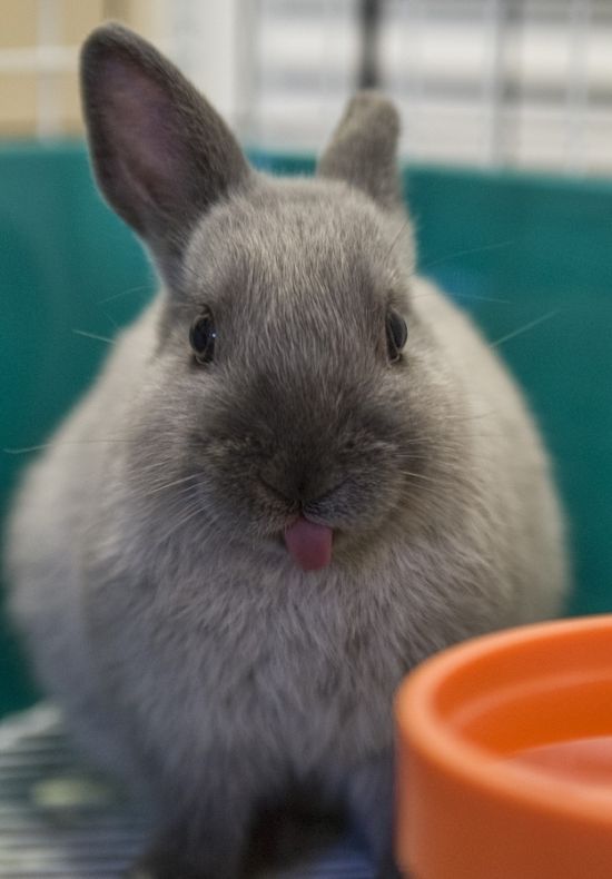 bunny_tongues_that_will_melt_your_heart_05