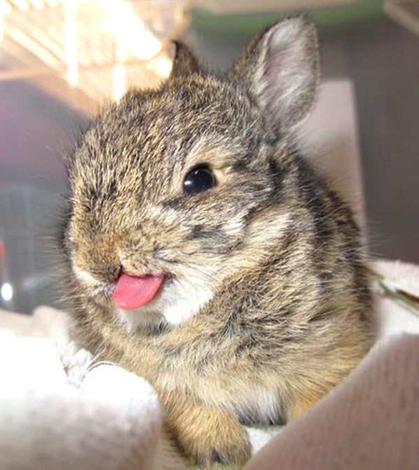 bunny_tongues_that_will_melt_your_heart_07