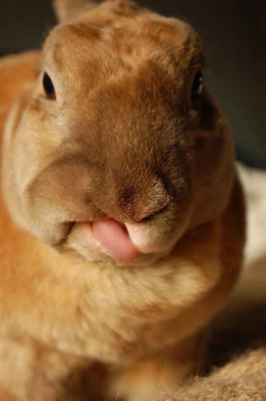 bunny_tongues_that_will_melt_your_heart_08