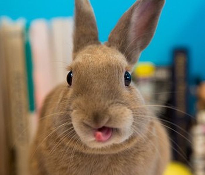 bunny_tongues_that_will_melt_your_heart_13