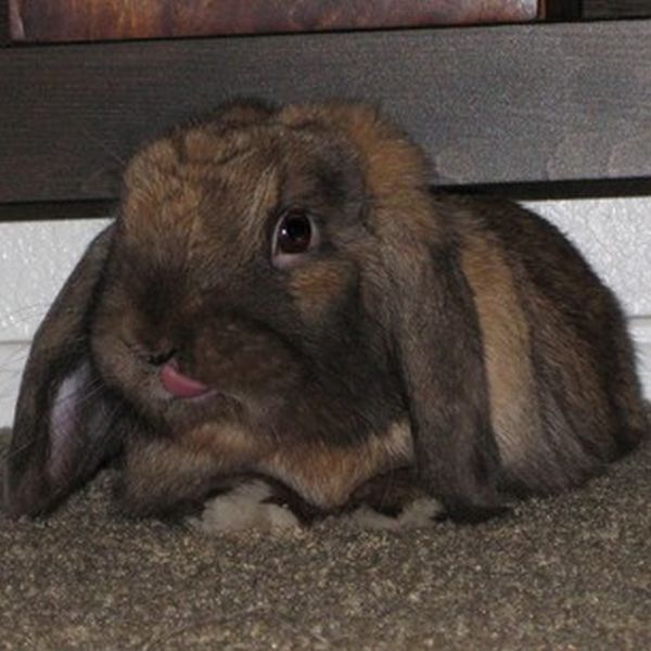 bunny_tongues_that_will_melt_your_heart_15