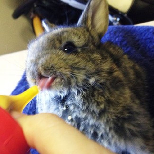 bunny_tongues_that_will_melt_your_heart_17