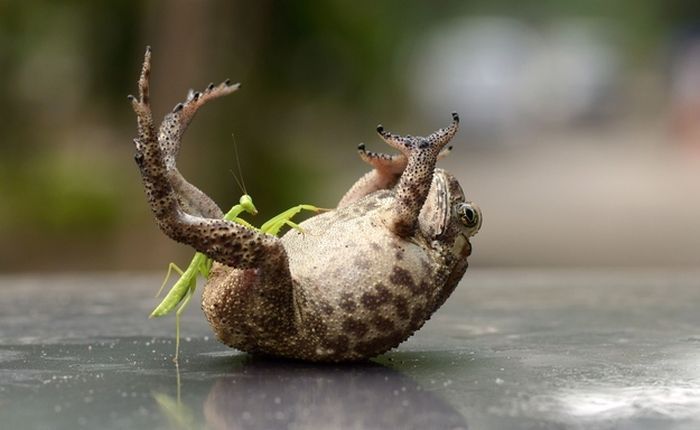 toad_tickled_mantis_01