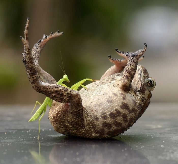 toad_tickled_mantis_03