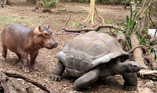 tortoise_hippo_02