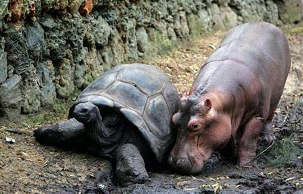 tortoise_hippo_04