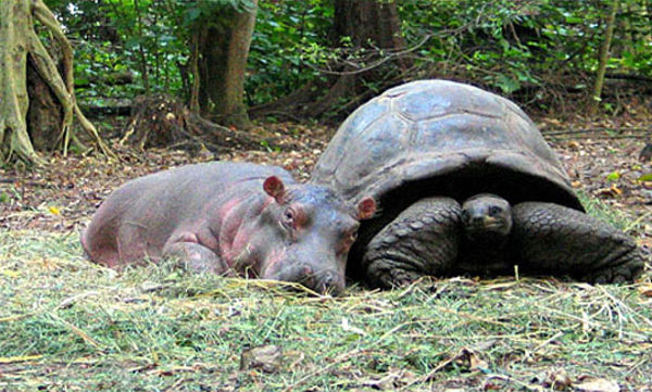 tortoise_hippo_05