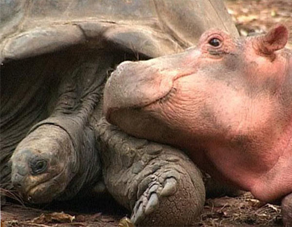 tortoise_hippo_08