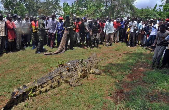 uganda_crocodile_01
