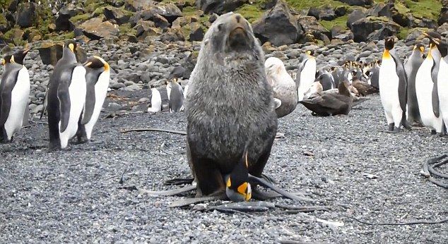 seals_penguins_01