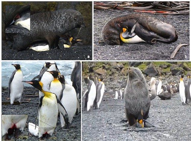 seals_penguins_02