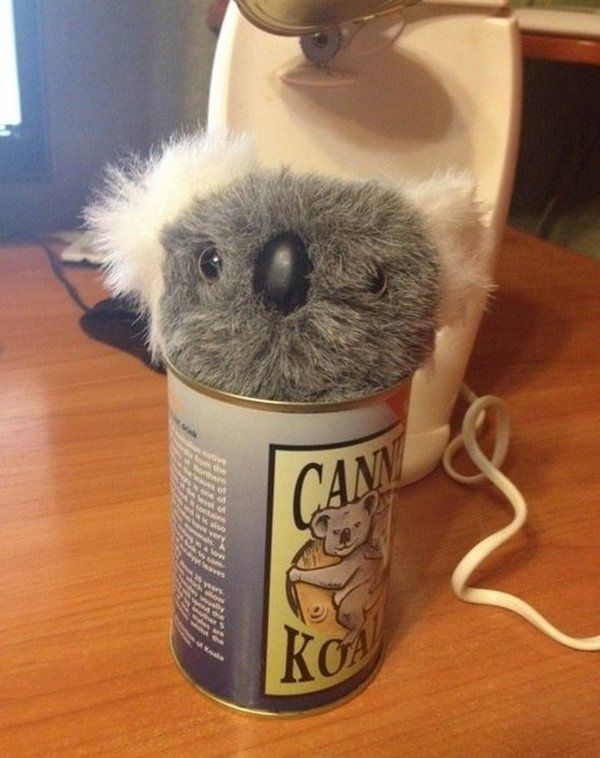canned_koala_04