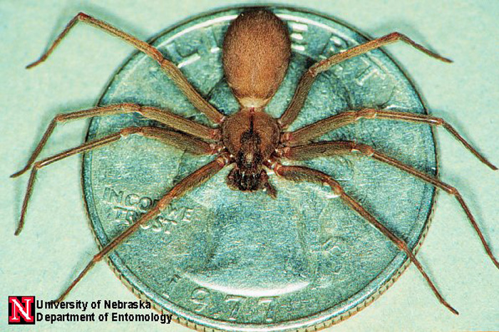 Brown-Recluse-Spider-Canada