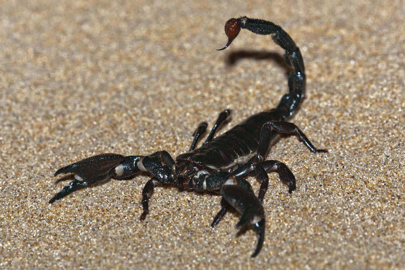 emperor scorpion or imperial scorpion (Pandinus imperator)