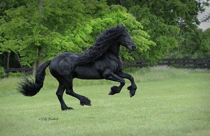 frederick_great_handsome_horse_world_03