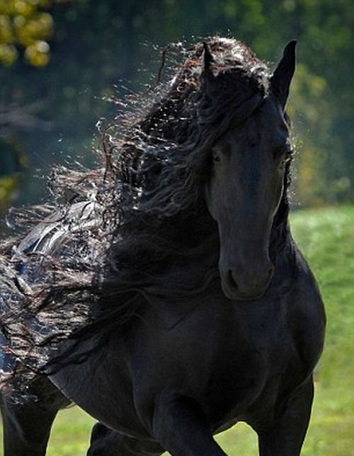frederick_great_handsome_horse_world_06