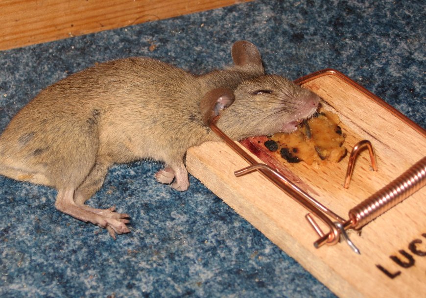 Mousetrap_with_mouse.